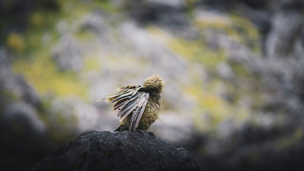 Animal desktop wallpaper background, kea bird on a rock macro shot