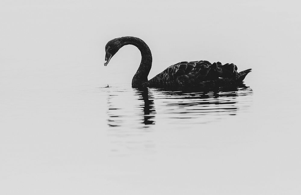 Closeup of a black swan in a Lake Tekapo, New Zealand