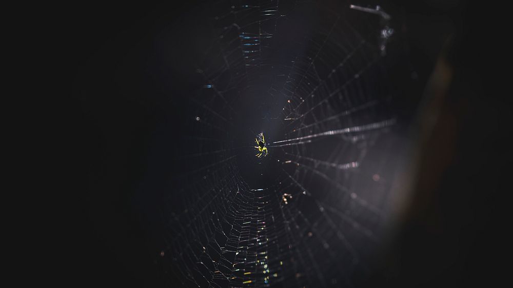 Nature desktop wallpaper background, spider web