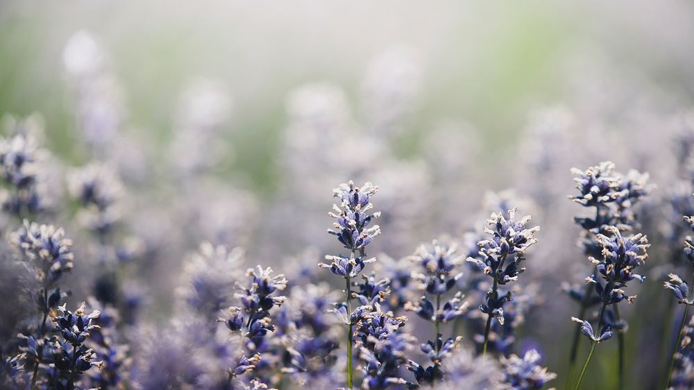 Spring desktop wallpaper background, beautiful purple wildflower