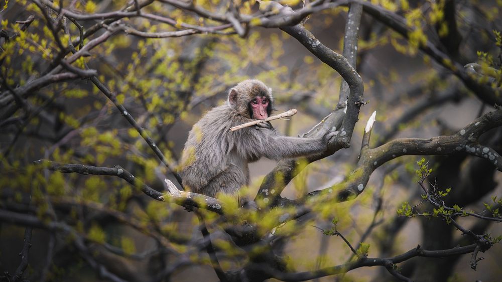 Nature desktop wallpaper background, Japanese macaque on a tree in Arashiyama, Kyoto, Japan