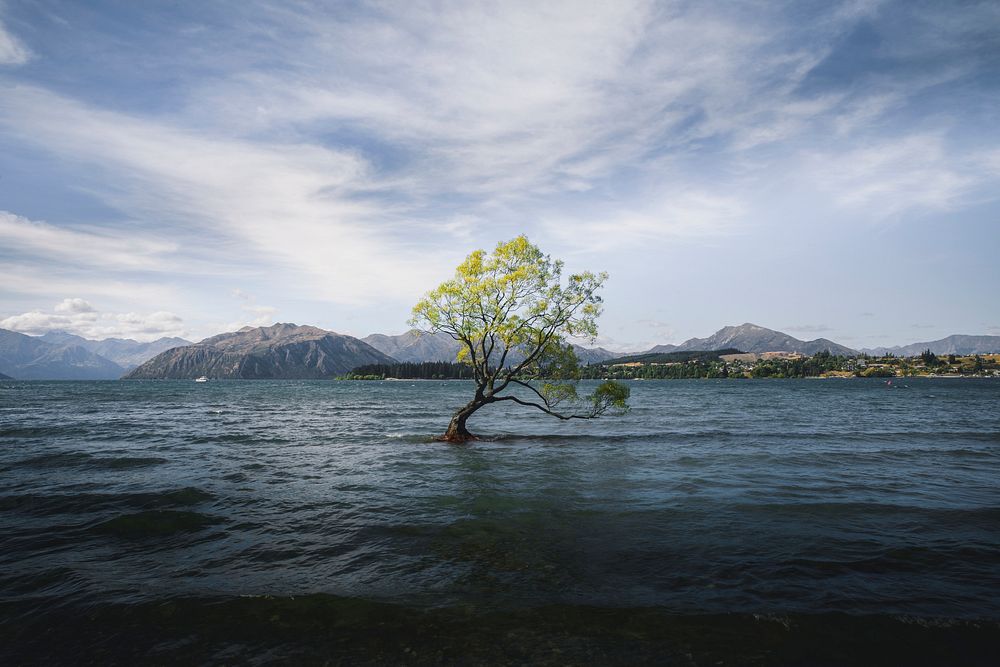 Beautiful Wanaka tree in a lake at New Zealand