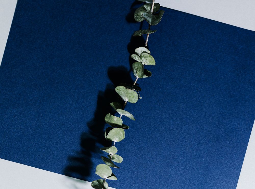 Eucalyptus branch on a blue paper