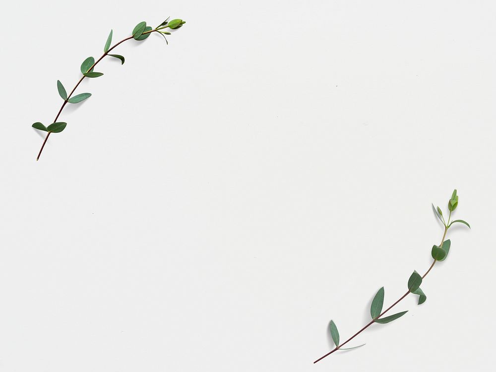 Green leaf frame on white background