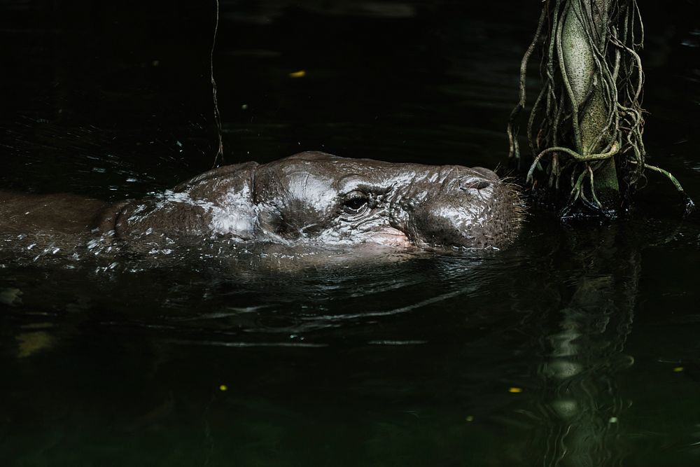 A hippo swimming in the water