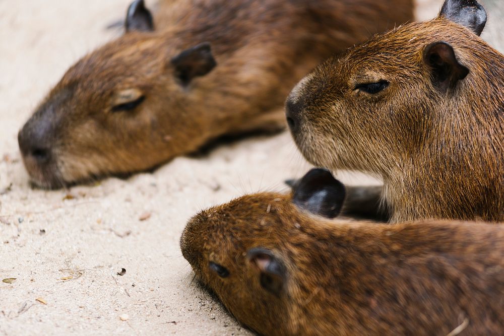 A family of capybara relaxing