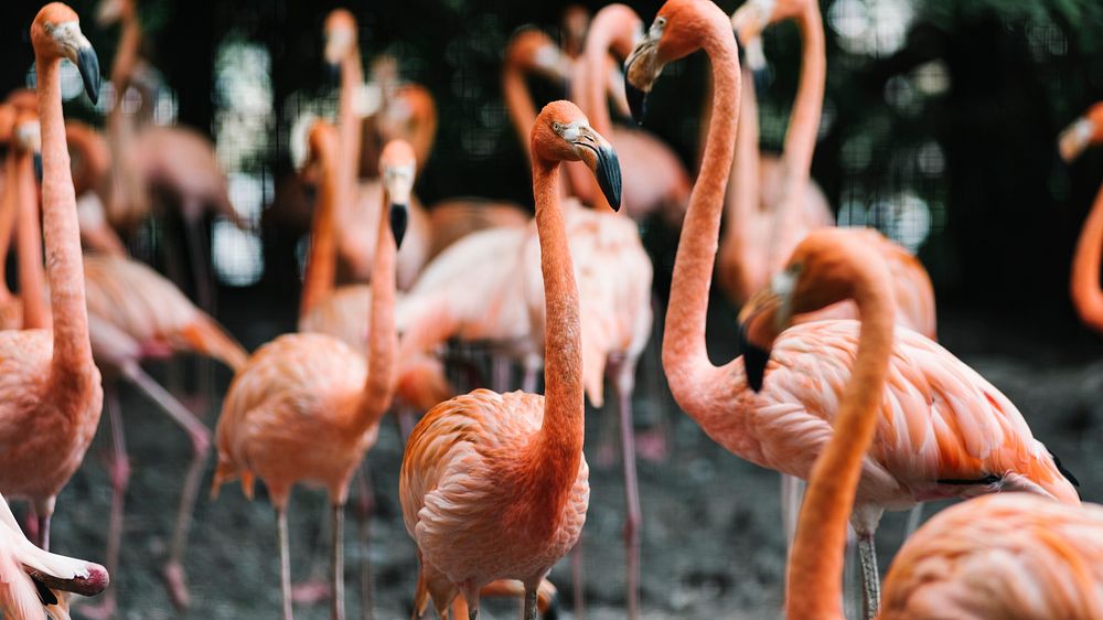 Animal desktop wallpaper background, flamingo gathered around