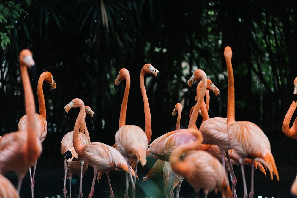 A group of flamingo gathered around