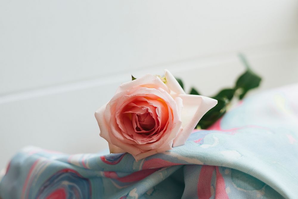 Closeup of a pink rose on blanket
