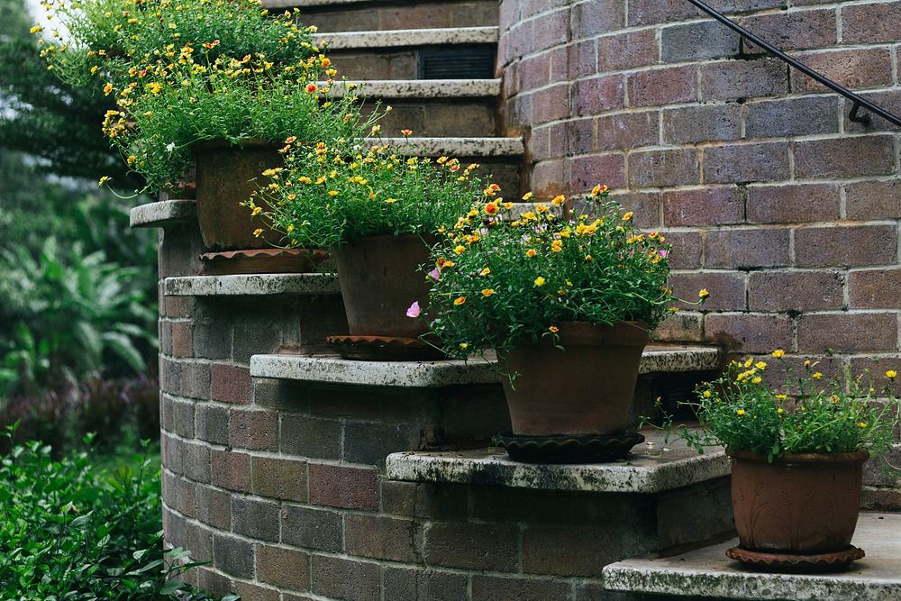 Flower pots on a brick steps