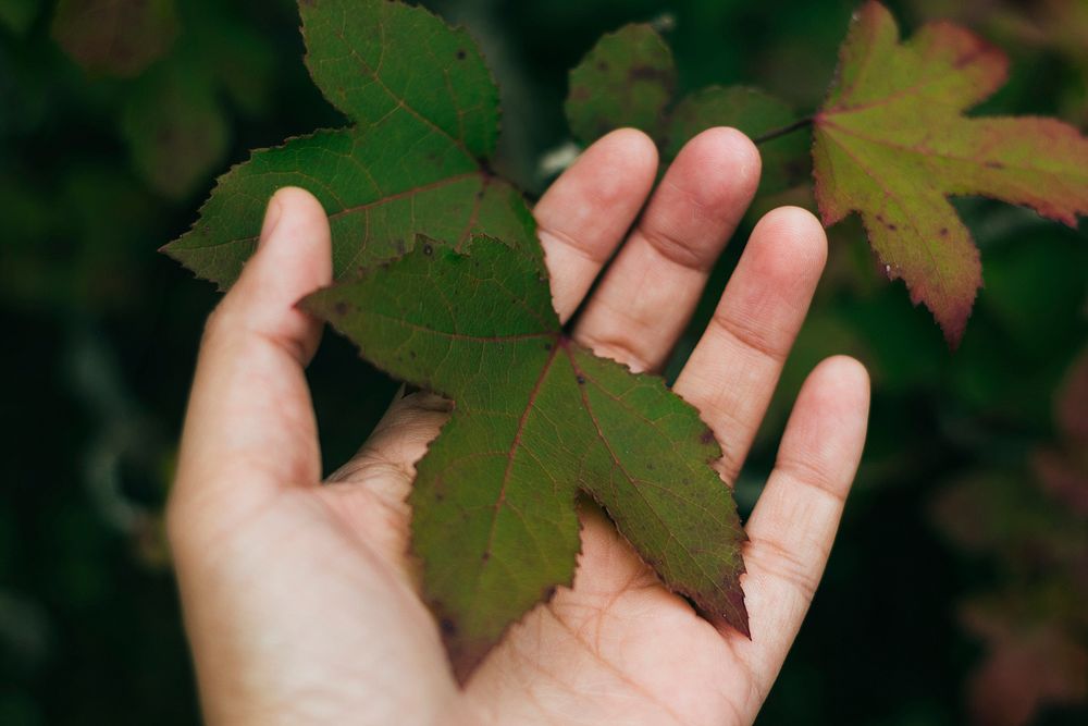 Green leaf in a hand