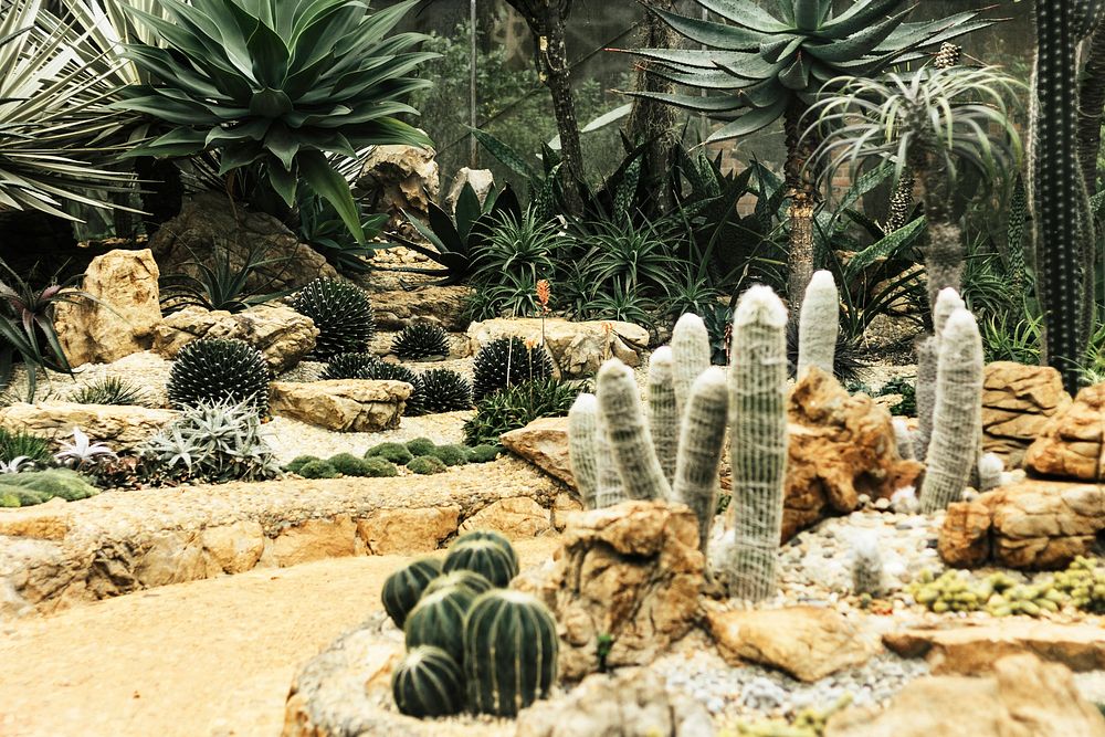 Cacti in a botanical garden