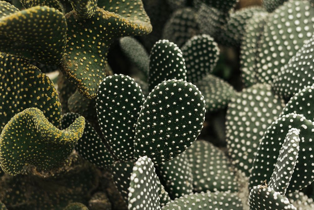 Macro shot of bunny ears cactus