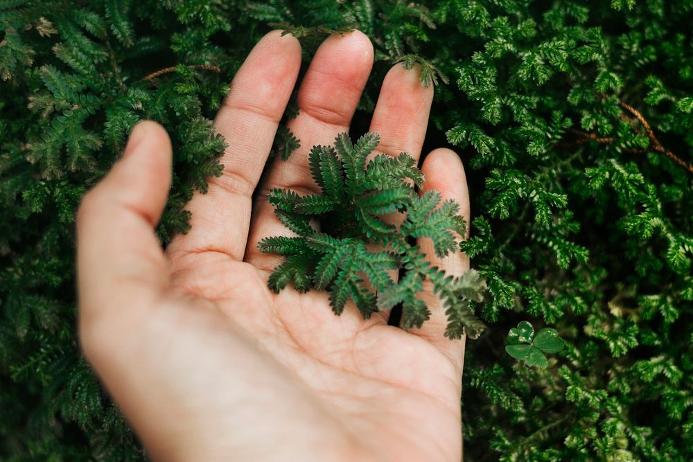 Small foliage in a hand