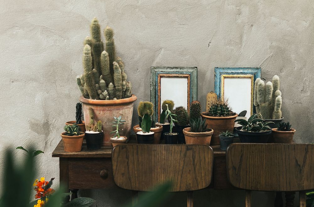 Cacti in pots with blank photo frames