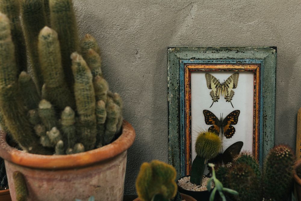 Stuffed butterfly in a frame next to cacti