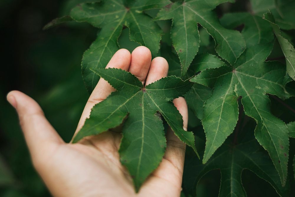 Green maple leaf in a hand