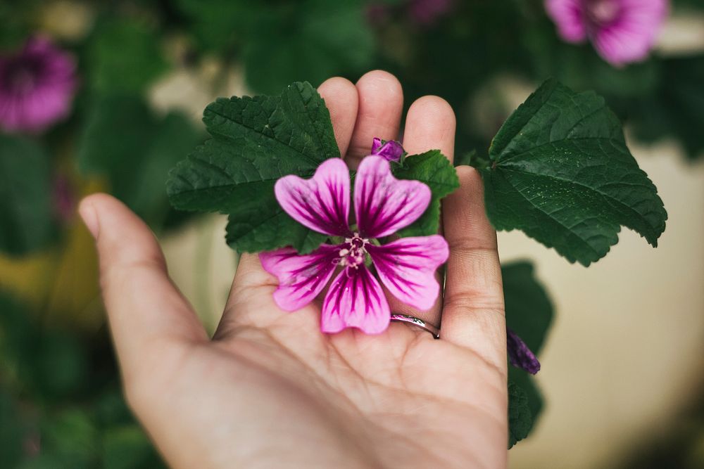 Pink flower in a hand