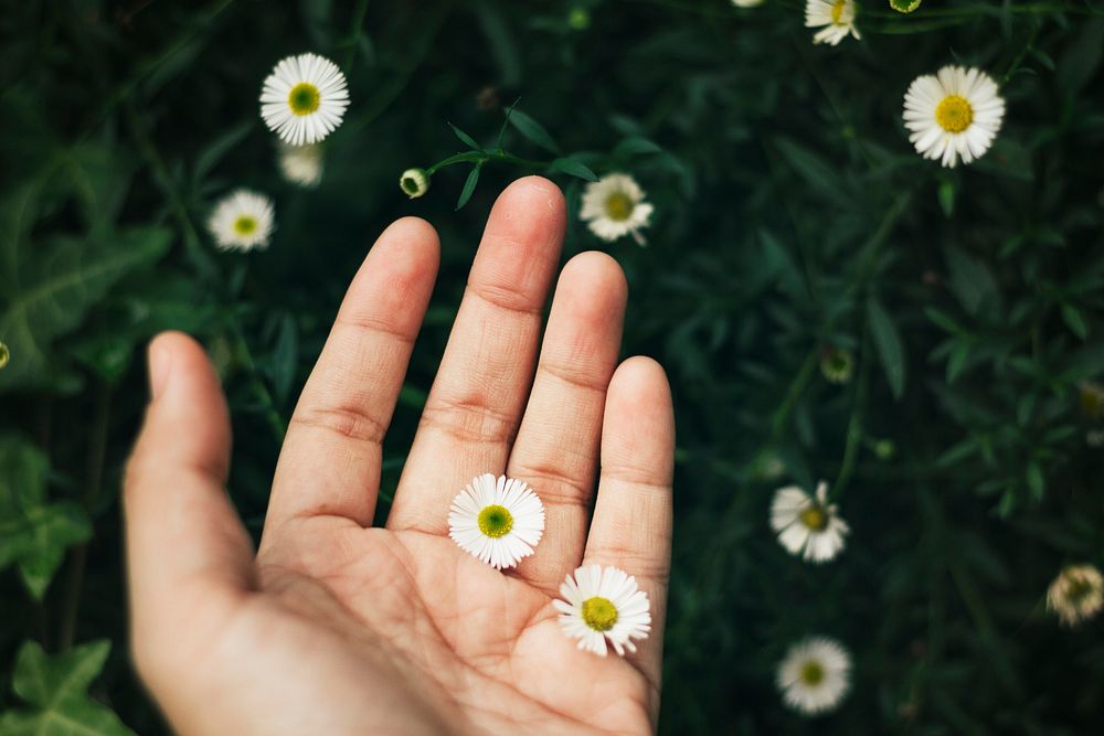 Small white flowers in a hand
