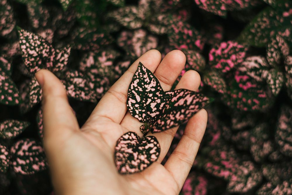 Pink and green leaves in a hand