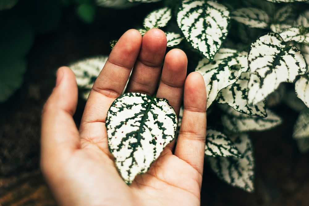 White and green leaf in a hand