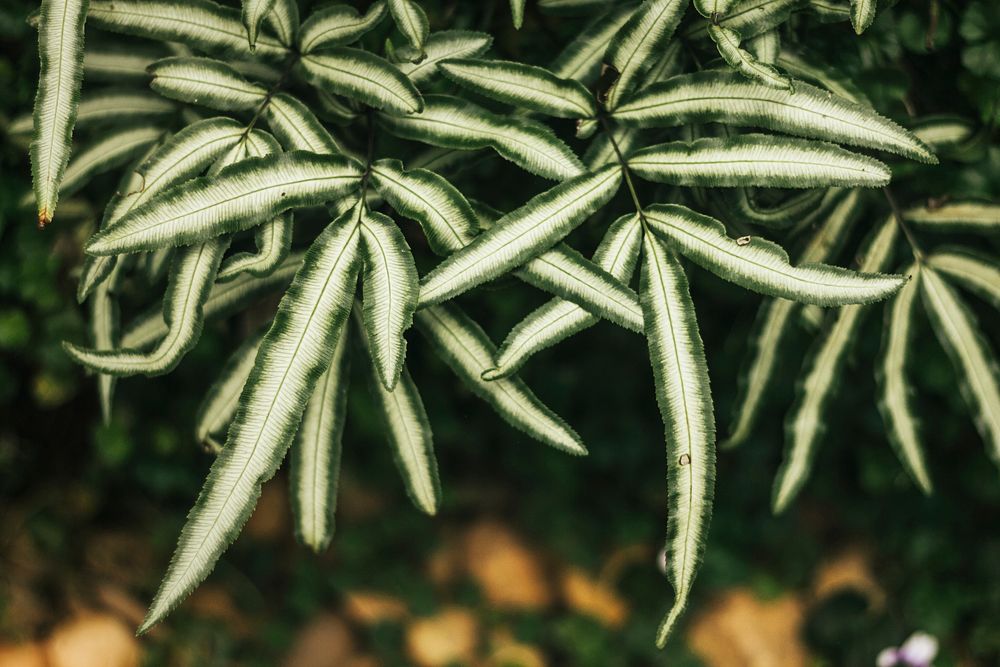 Foliage textured background macro shot