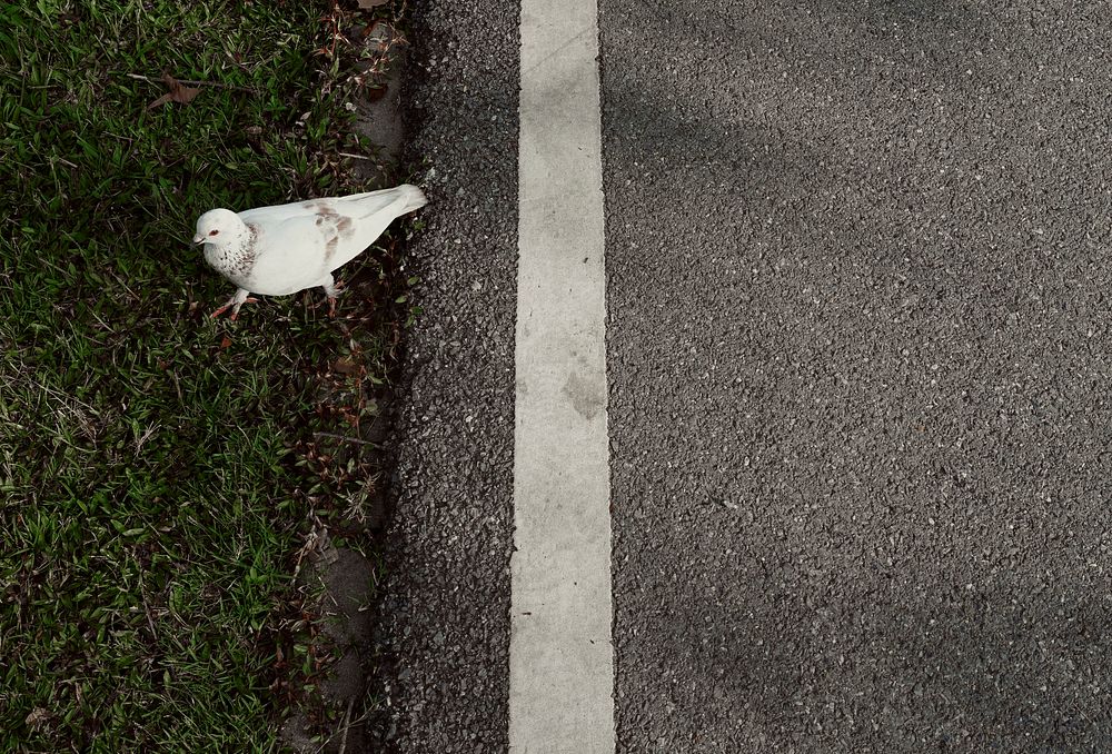 Pigeon walking on the street