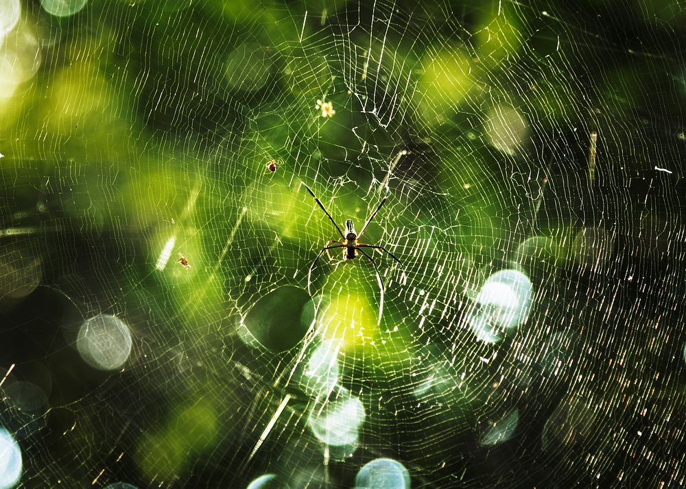 Spider's web in a forest