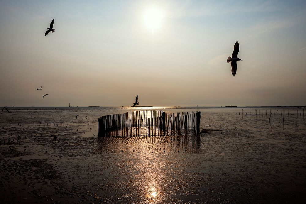 Birds flying over a lake