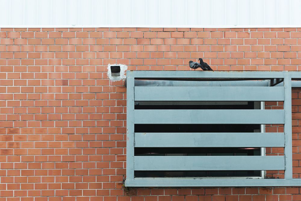 Pigeons sitting on wall fixture