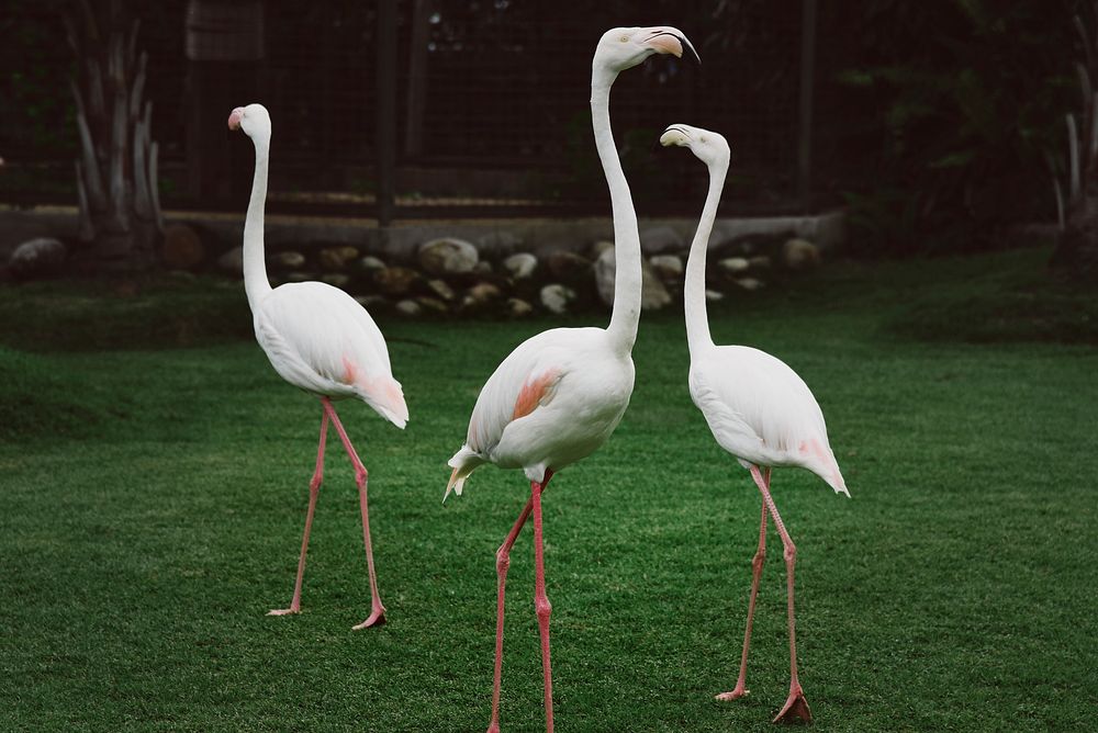 Three white flamingos