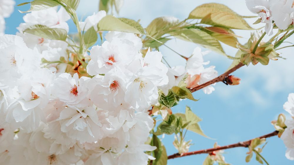 Yoshino Cherry blooming in the spring