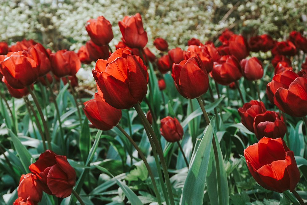 Blooming red tulips in the field