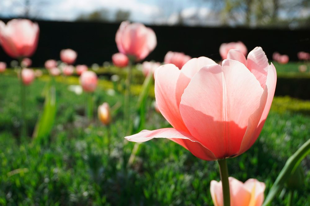 Close up of a tulip in a field