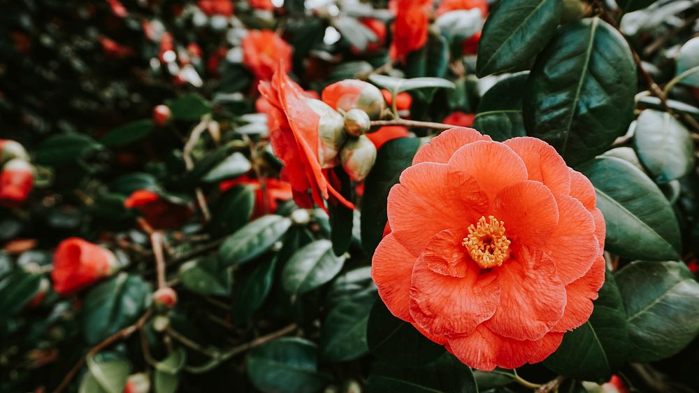 Blooming Orange Storm flowers in the wild