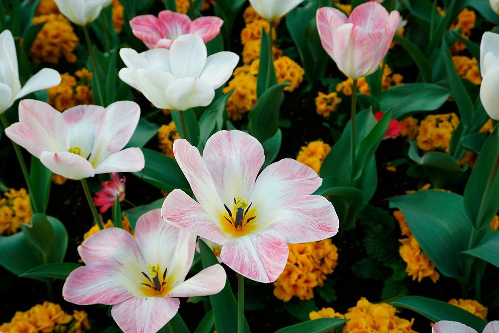 Blooming lilies in the field