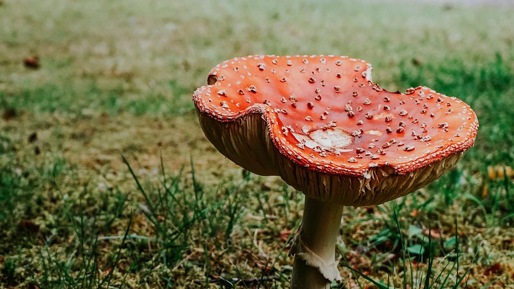 Red agaric mushroom in the wild