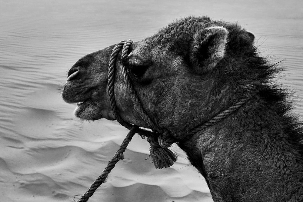 Camel ride at Erg Chebbi, Morocco