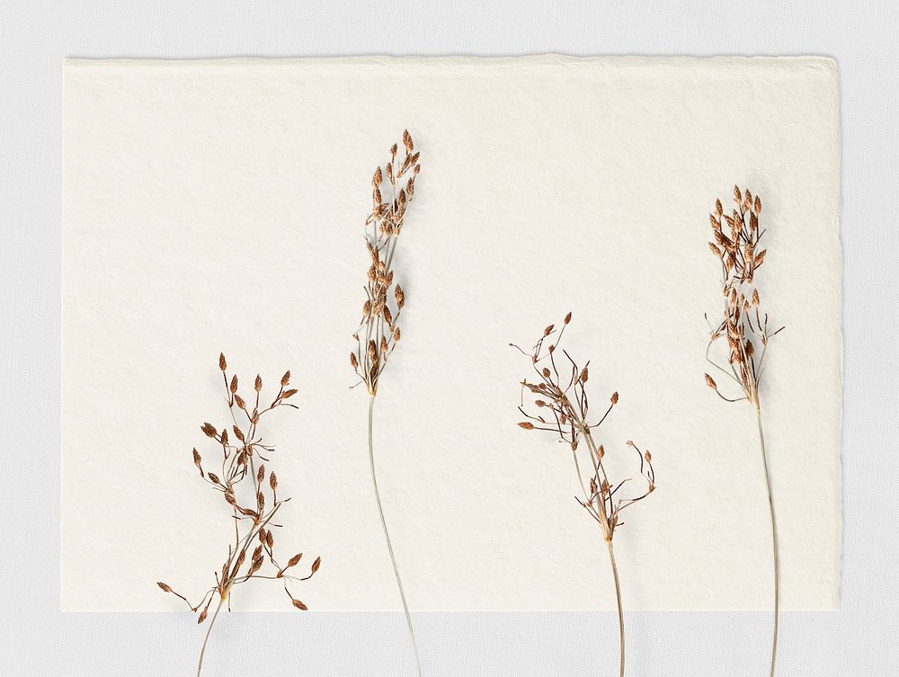 Dried branches on a white paper
