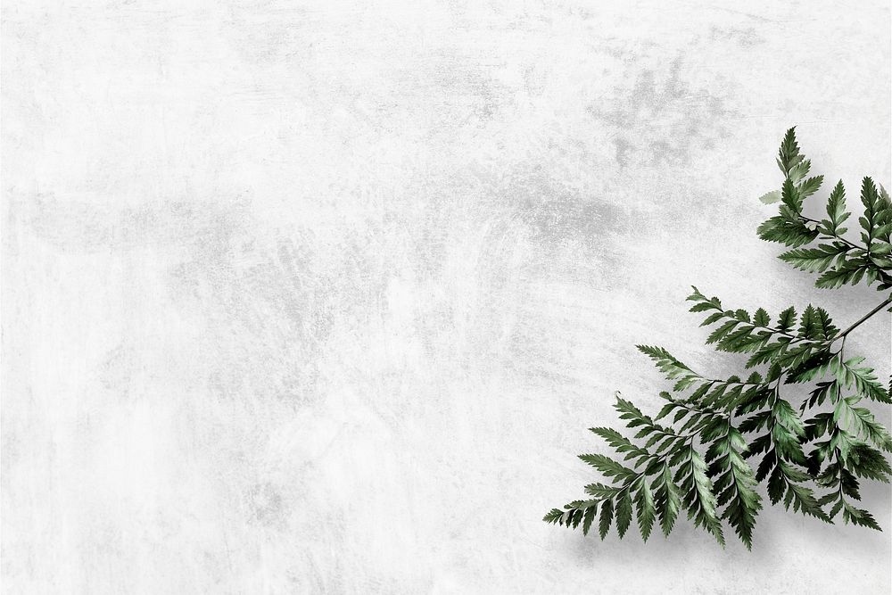 Leatherleaf fern on gray background psd
