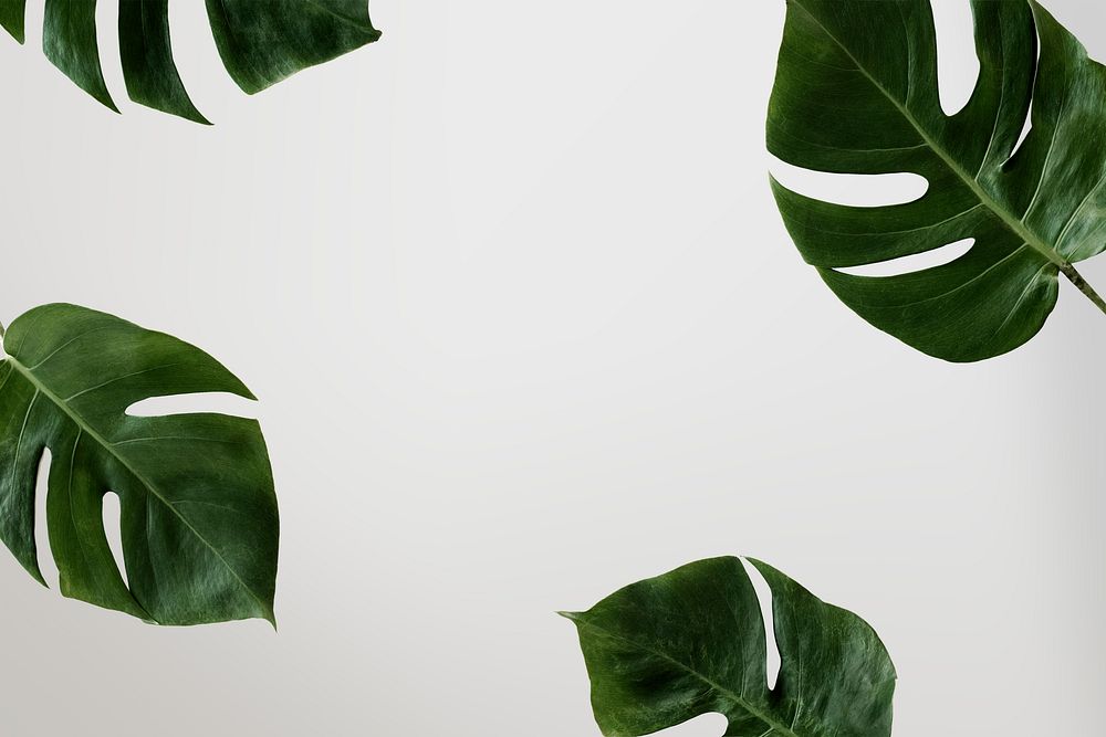 Split leaf philodendron frame on white background psd