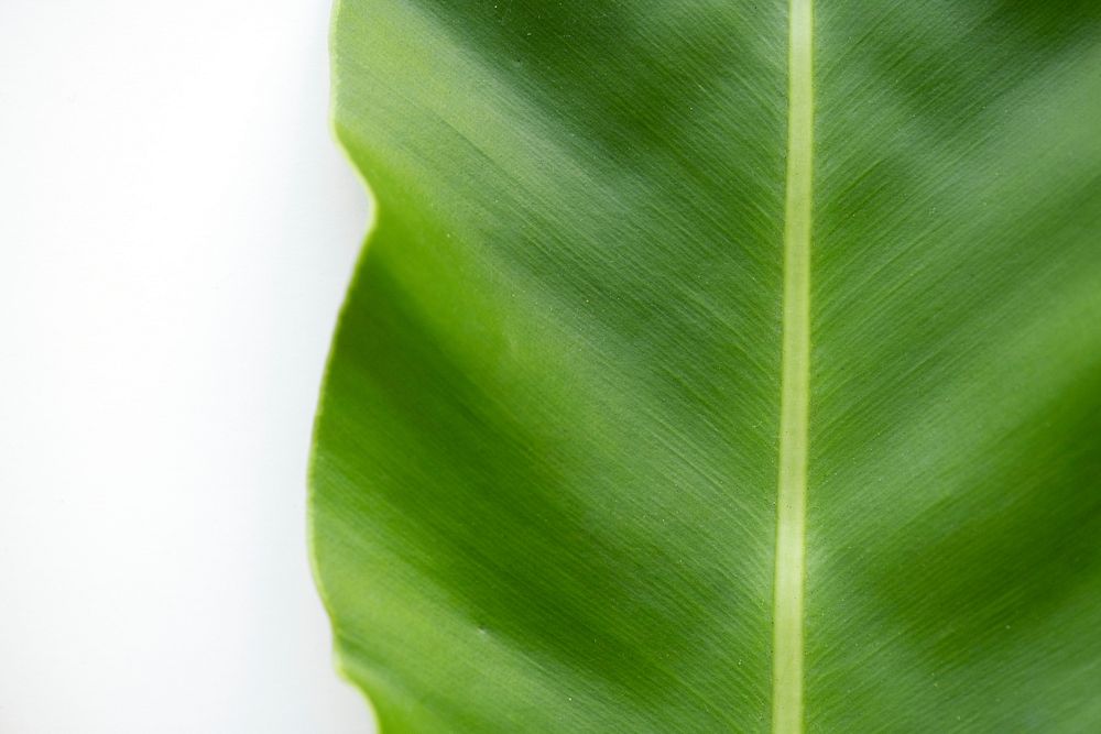 Closeup of bird's-nest fern leaf