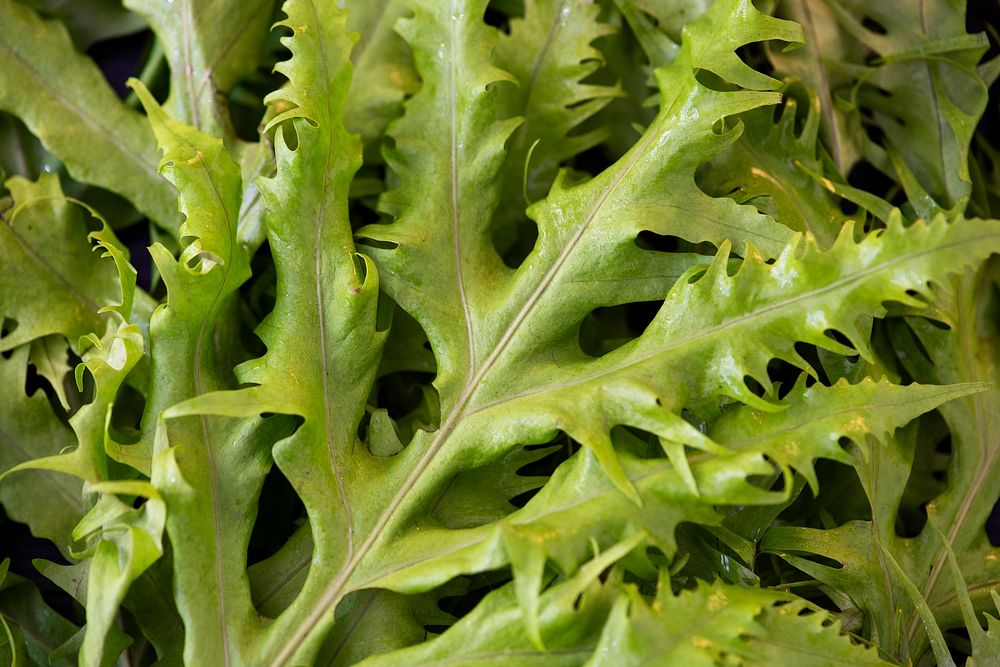 Closeup of a green leaf background