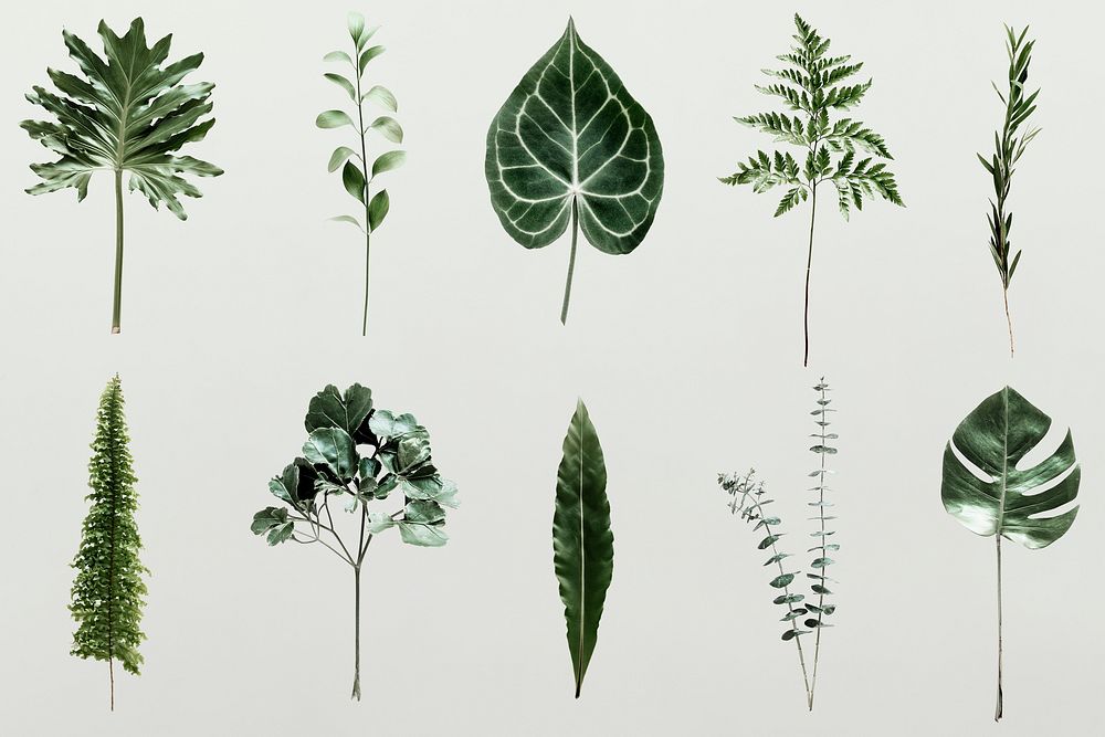 Green foliage set on pearl gray background psd