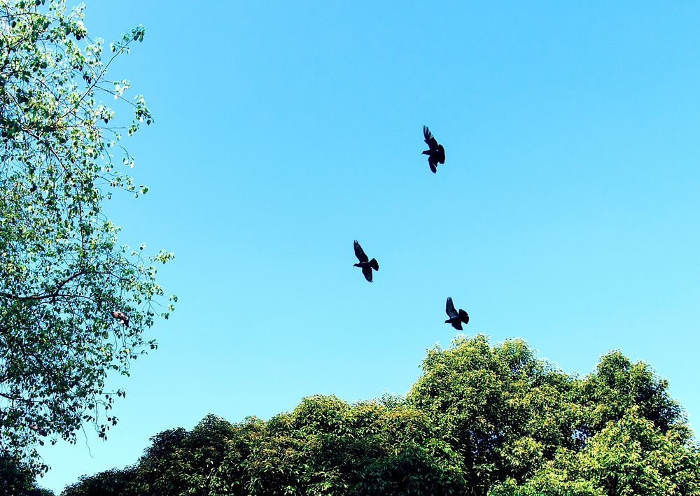 Birds flying in the blue sky