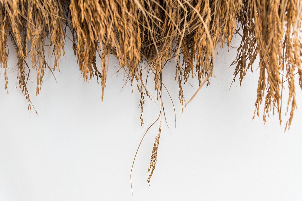 Dried Hay Or Straw With Grains Premium Photo Rawpixel