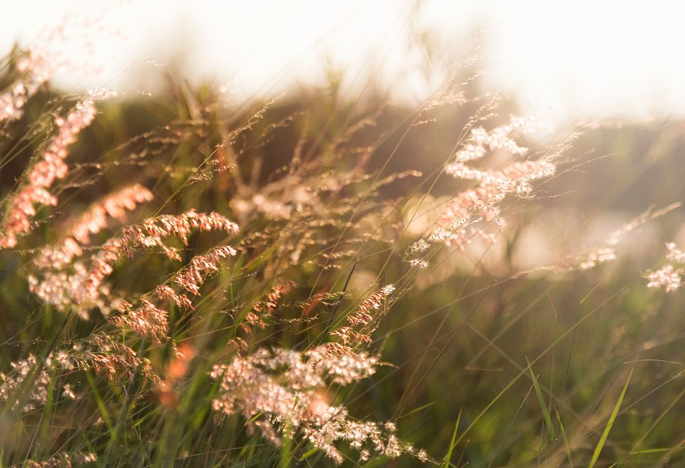 Wild grass growing in nature