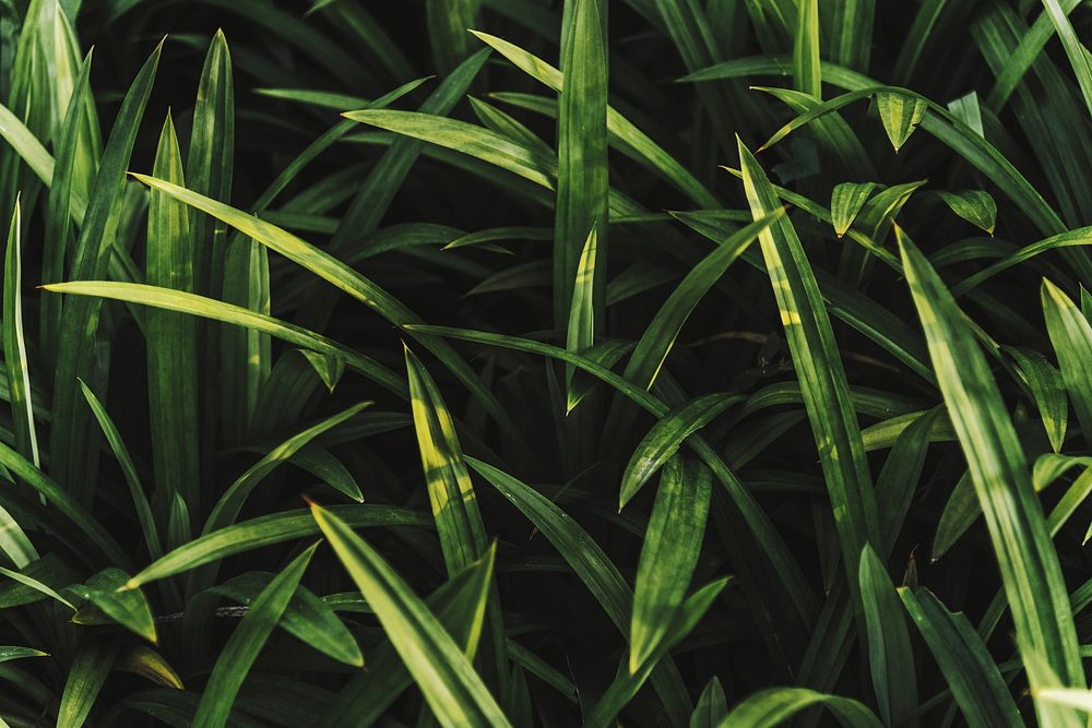 Close up of fresh green grass