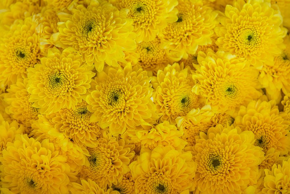 Closeup of white chrysanthemum textured background