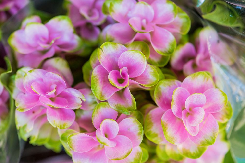 Closeup of pink flower textured background